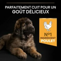 PRO PLAN Healthy Start Large Robust Puppy Au Poulet - Croquettes Pour Chien -Promos Wanimo Boutique pro plan healthy start large robust puppy au poulet croquettes pour chien 1 3