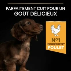 PRO PLAN Healthy Start Small & Mini Puppy Au Poulet - Croquettes Pour Chien -Promos Wanimo Boutique pro plan healthy start small mini puppy au poulet croquettes pour chien 1 3