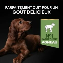 PRO PLAN Sensitive Digestion Large Athletic Puppy à La Agneau- Croquettes Pour Chien -Promos Wanimo Boutique pro plan sensitive digestion large athletic puppy a la agneau croquettes pour chien 1 4