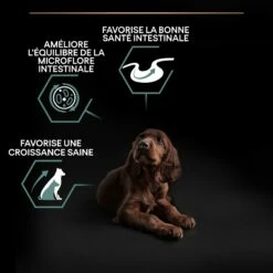 PRO PLAN Sensitive Digestion Large Athletic Puppy à La Agneau- Croquettes Pour Chien -Promos Wanimo Boutique pro plan sensitive digestion large athletic puppy a la agneau croquettes pour chien 1 6
