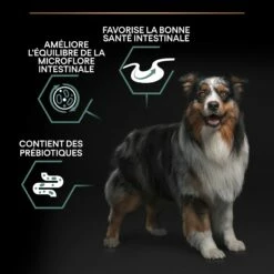 PRO PLAN Sensitive Digestion Medium Adult à L'Agneau - Croquettes Pour Chien -Promos Wanimo Boutique pro plan sensitive digestion medium adult a l agneau croquettes pour chien 1 5