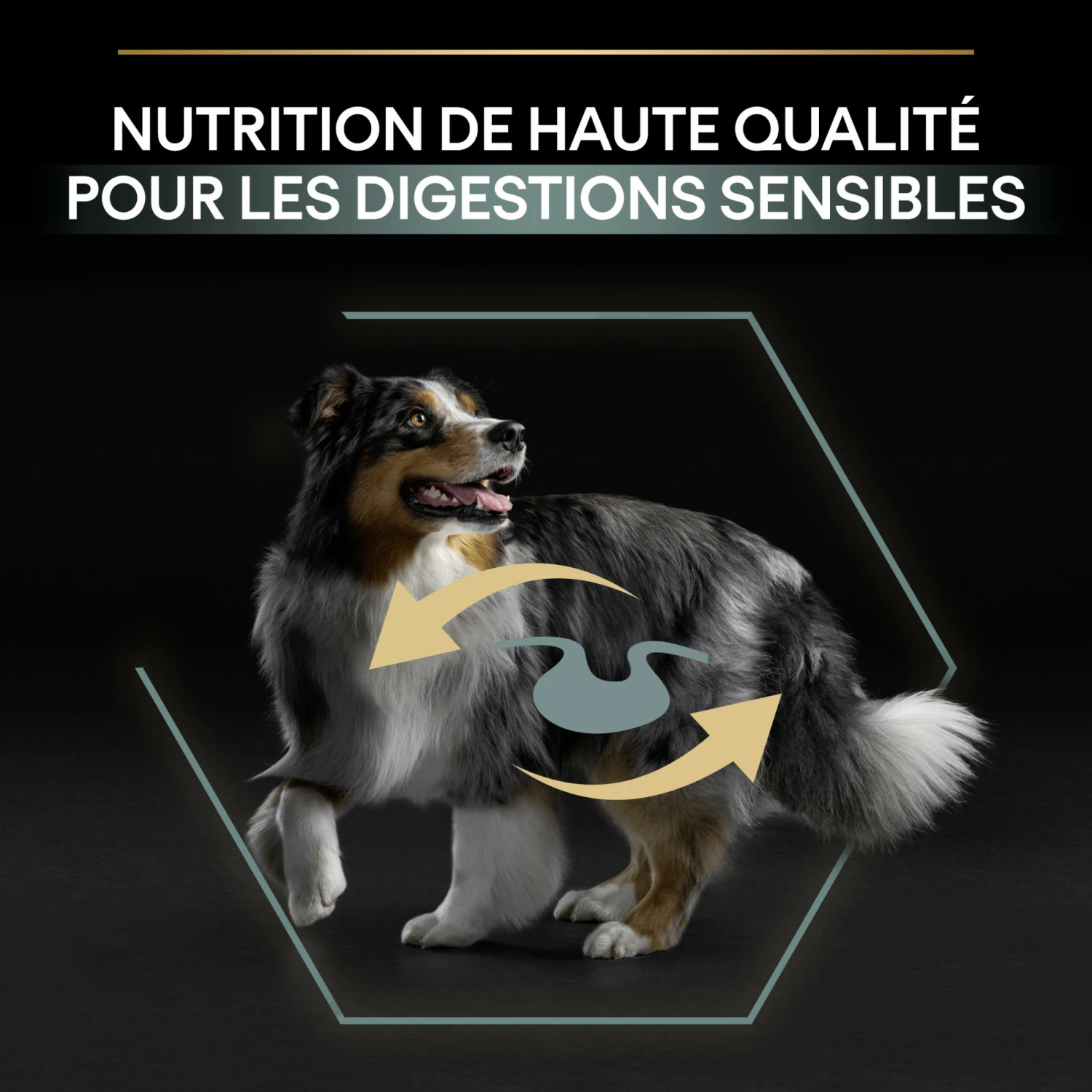 PRO PLAN Sensitive Digestion No Grain Medium & Large Adult à La Dinde - Croquettes Pour Chien 8 PRO PLAN Sensitive Digestion No Grain Medium & Large Adult à La Dinde - Croquettes Pour Chien – Image 8