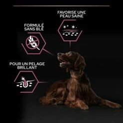 PRO PLAN Sensitive Skin Large Athletic Adult Au Saumon - Croquettes Pour Chien 13 PRO PLAN Sensitive Skin Large Athletic Adult Au Saumon - Croquettes Pour Chien -Promos Wanimo Boutique pro plan sensitive skin large athletic adult au saumon croquettes pour chien 1 5