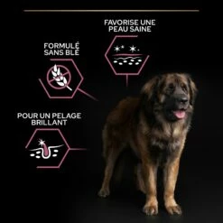 PRO PLAN Sensitive Skin Large Robust Adult Au Saumon - Croquettes Pour Chien -Promos Wanimo Boutique pro plan sensitive skin large robust adult au saumon croquettes pour chien 1 5