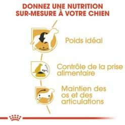 Royal Canin Beagle Adult - Croquettes Pour Chien 10 Royal Canin Beagle Adult - Croquettes Pour Chien -Promos Wanimo Boutique royal canin beagle adult croquettes pour chien beagle adulte 2