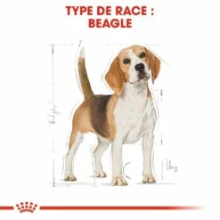 Royal Canin Beagle Adult - Croquettes Pour Chien 12 Royal Canin Beagle Adult - Croquettes Pour Chien -Promos Wanimo Boutique royal canin beagle adult croquettes pour chien beagle adulte 4