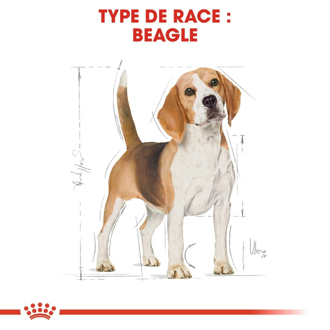 Royal Canin Beagle Adult - Croquettes Pour Chien 5 Royal Canin Beagle Adult - Croquettes Pour Chien – Image 5