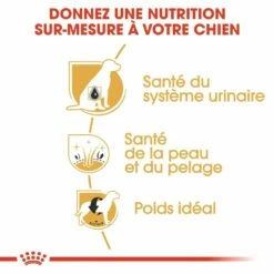 Royal Canin Bichon Frisé Adult -Promos Wanimo Boutique royal canin bichon frise adult bichon frise adulte 2