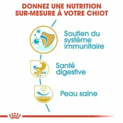 Royal Canin Bouledogue Français Puppy - Croquettes Pour Chiot 10 Royal Canin Bouledogue Français Puppy - Croquettes Pour Chiot -Promos Wanimo Boutique royal canin bouledogue francais puppy croquettes pour chiot bouledogue francais junior 2