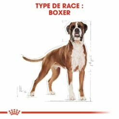 Royal Canin Boxer Adult - Croquettes Pour Chien -Promos Wanimo Boutique royal canin boxer adult croquettes pour chien boxer adulte 4