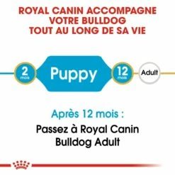 Royal Canin Bulldog Anglais Puppy - Croquettes Pour Chiot -Promos Wanimo Boutique royal canin bulldog anglais puppy croquettes pour chiot bulldog junior bulldog anglais 1 3