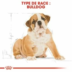 Royal Canin Bulldog Anglais Puppy - Croquettes Pour Chiot -Promos Wanimo Boutique royal canin bulldog anglais puppy croquettes pour chiot bulldog junior bulldog anglais 1 5