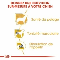 Royal Canin Caniche (Poodle) - Pâtée Pour Chien -Promos Wanimo Boutique royal canin caniche poodle patee pour chien caniche adult 3
