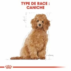 Royal Canin Caniche Puppy (Poodle) -Promos Wanimo Boutique royal canin caniche puppy poodle caniche poodle junior 5
