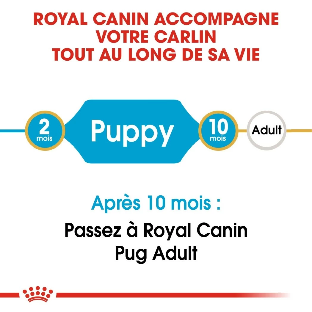 Royal Canin Carlin Puppy (Pug) 3 Royal Canin Carlin Puppy (Pug) – Image 3