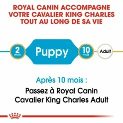 Royal Canin Cavalier King Charles Puppy - Croquettes Pour Chiot 10 Royal Canin Cavalier King Charles Puppy - Croquettes Pour Chiot -Promos Wanimo Boutique royal canin cavalier king charles puppy croquettes pour chiot cavalier king charles junior 3
