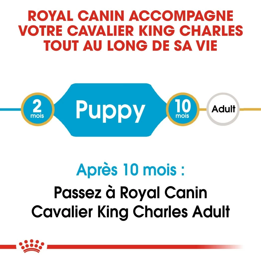 Royal Canin Cavalier King Charles Puppy - Croquettes Pour Chiot 4 Royal Canin Cavalier King Charles Puppy - Croquettes Pour Chiot – Image 4