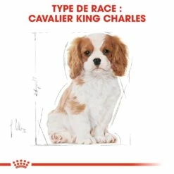 Royal Canin Cavalier King Charles Puppy - Croquettes Pour Chiot 12 Royal Canin Cavalier King Charles Puppy - Croquettes Pour Chiot -Promos Wanimo Boutique royal canin cavalier king charles puppy croquettes pour chiot cavalier king charles junior 5