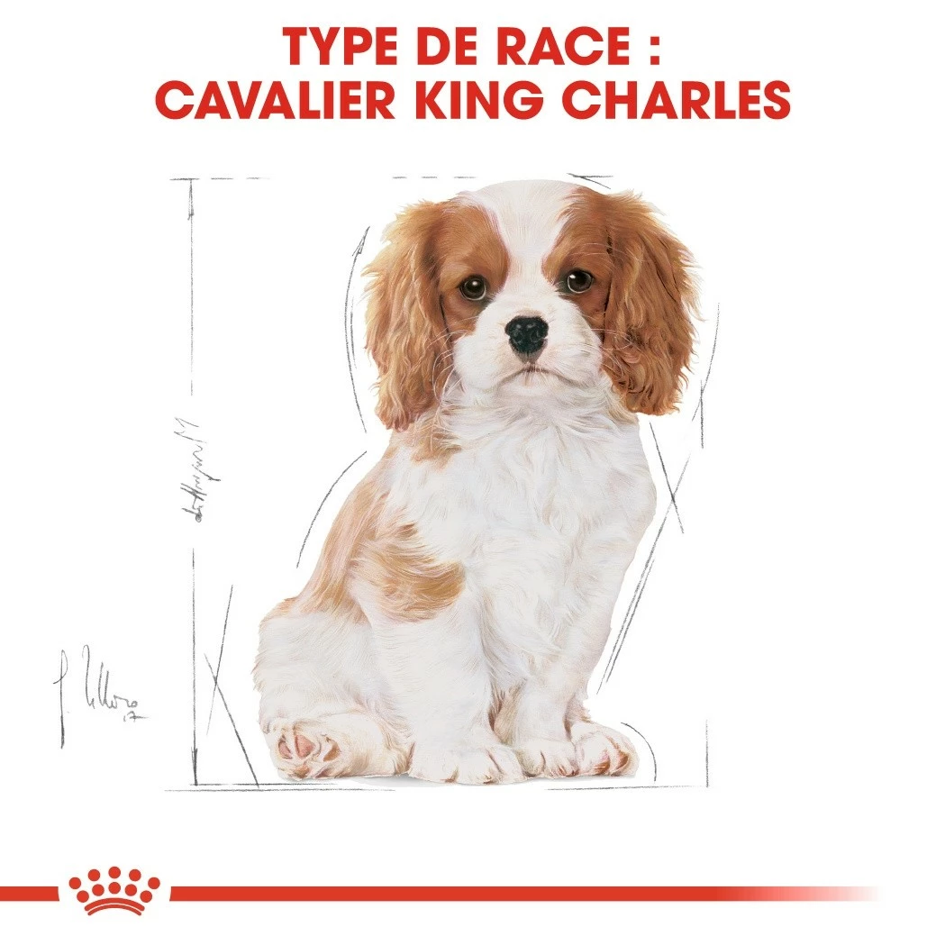 Royal Canin Cavalier King Charles Puppy - Croquettes Pour Chiot 6 Royal Canin Cavalier King Charles Puppy - Croquettes Pour Chiot – Image 6