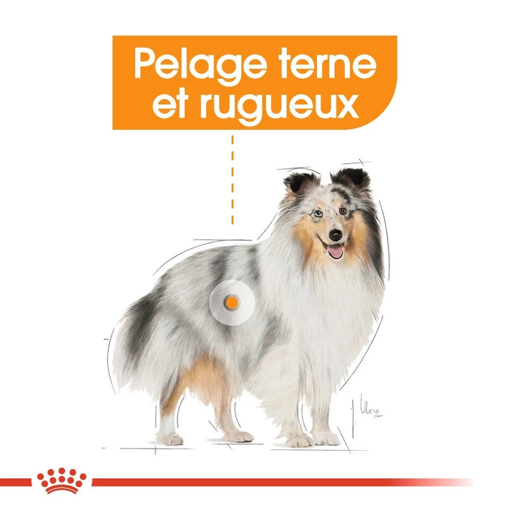 Royal Canin Coat Care - Pâtée Pour Chien 2 Royal Canin Coat Care - Pâtée Pour Chien – Image 2