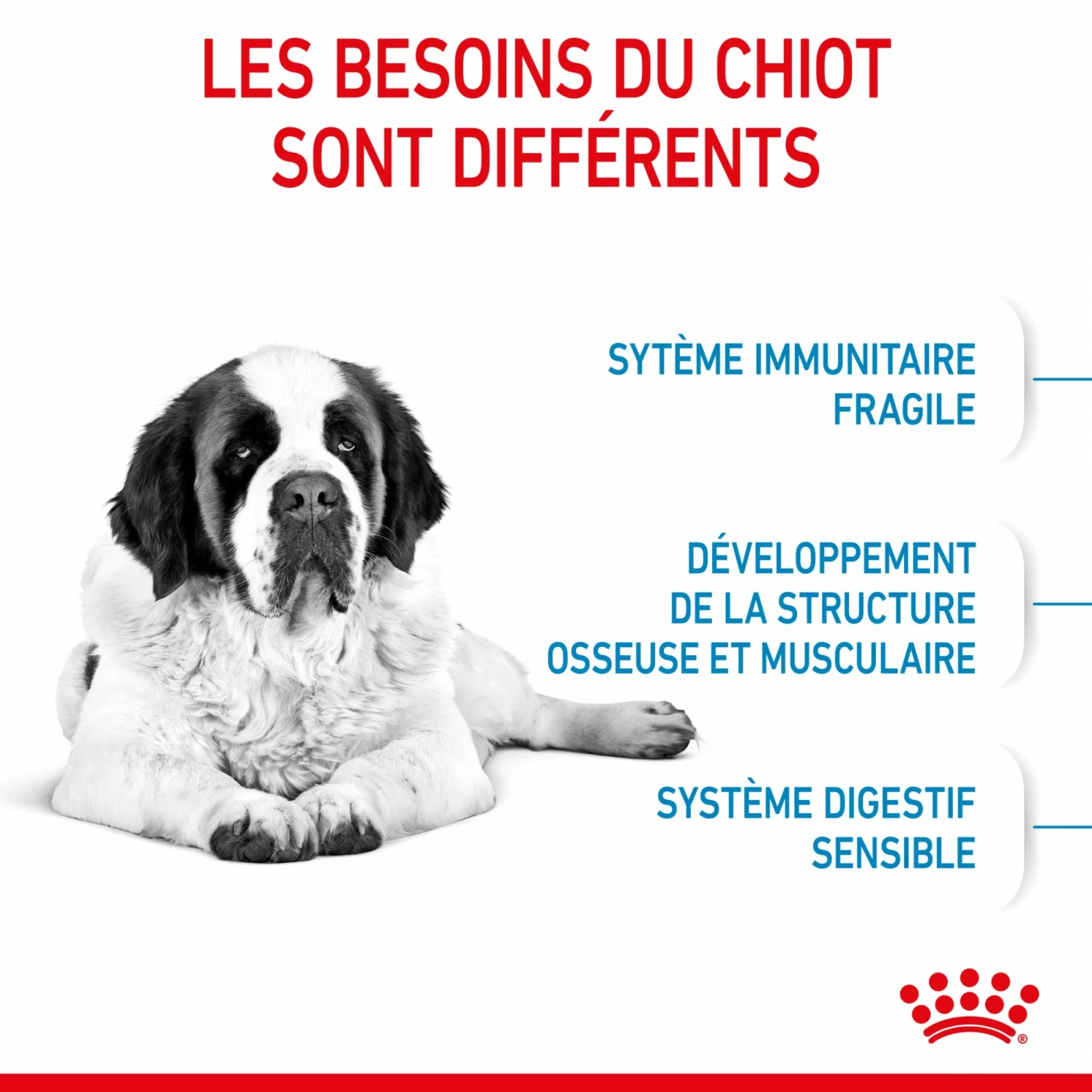 Royal Canin Giant Junior - Croquettes Pour Chiot 4 Royal Canin Giant Junior - Croquettes Pour Chiot – Image 4