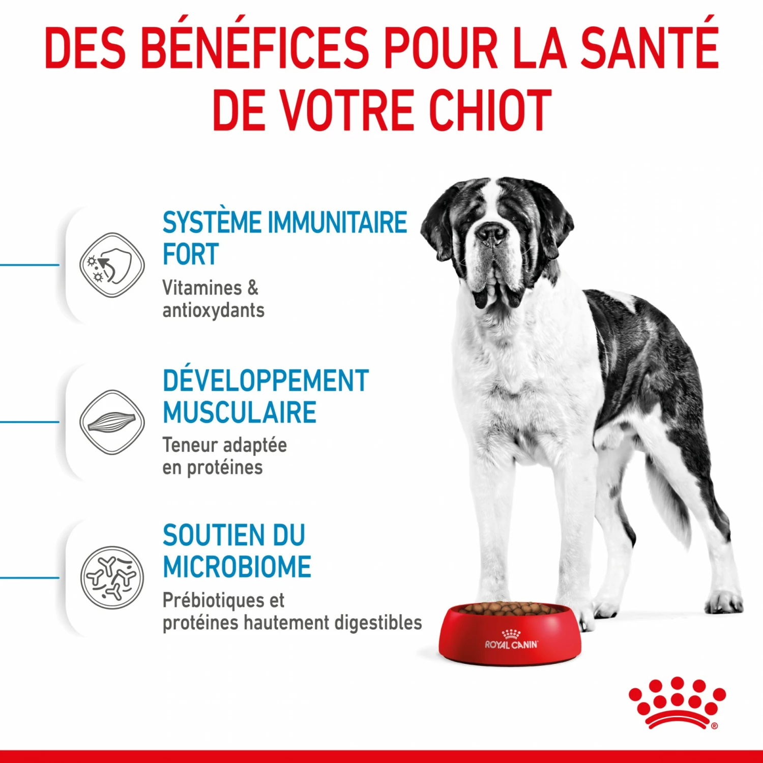 Royal Canin Giant Junior - Croquettes Pour Chiot 5 Royal Canin Giant Junior - Croquettes Pour Chiot – Image 5