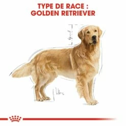 Royal Canin Golden Retriever Adult - Croquettes Pour Chien -Promos Wanimo Boutique royal canin golden retriever adult croquettes pour chien golden retriever 4