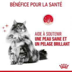 Royal Canin Intense Beauty 15 Royal Canin Intense Beauty -Promos Wanimo Boutique royal canin intense beauty intense beauty 3