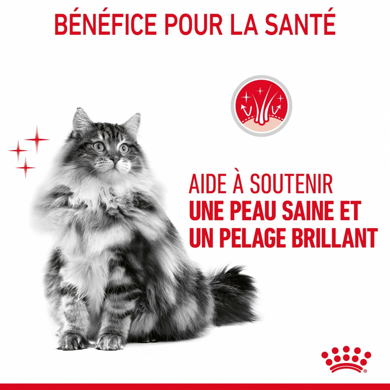 Royal Canin Intense Beauty 4 Royal Canin Intense Beauty – Image 4