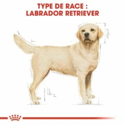 Royal Canin Labrador Retriever Adult - Croquettes Pour Chien -Promos Wanimo Boutique royal canin labrador retriever adult croquettes pour chien labrador retriever adulte 4