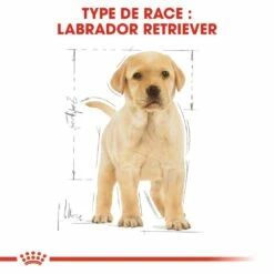 Royal Canin Labrador Retriever Puppy - Croquettes Pour Chiot -Promos Wanimo Boutique royal canin labrador retriever puppy croquettes pour chiot 1 5