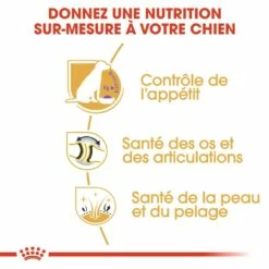 Royal Canin Labrador Retriever Sterilised Adult - Croquettes Pour Chien -Promos Wanimo Boutique royal canin labrador retriever sterilised adult croquettes pour chien labrador retriever sterilised adult 2