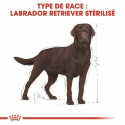 Royal Canin Labrador Retriever Sterilised Adult - Croquettes Pour Chien -Promos Wanimo Boutique royal canin labrador retriever sterilised adult croquettes pour chien labrador retriever sterilised adult 5