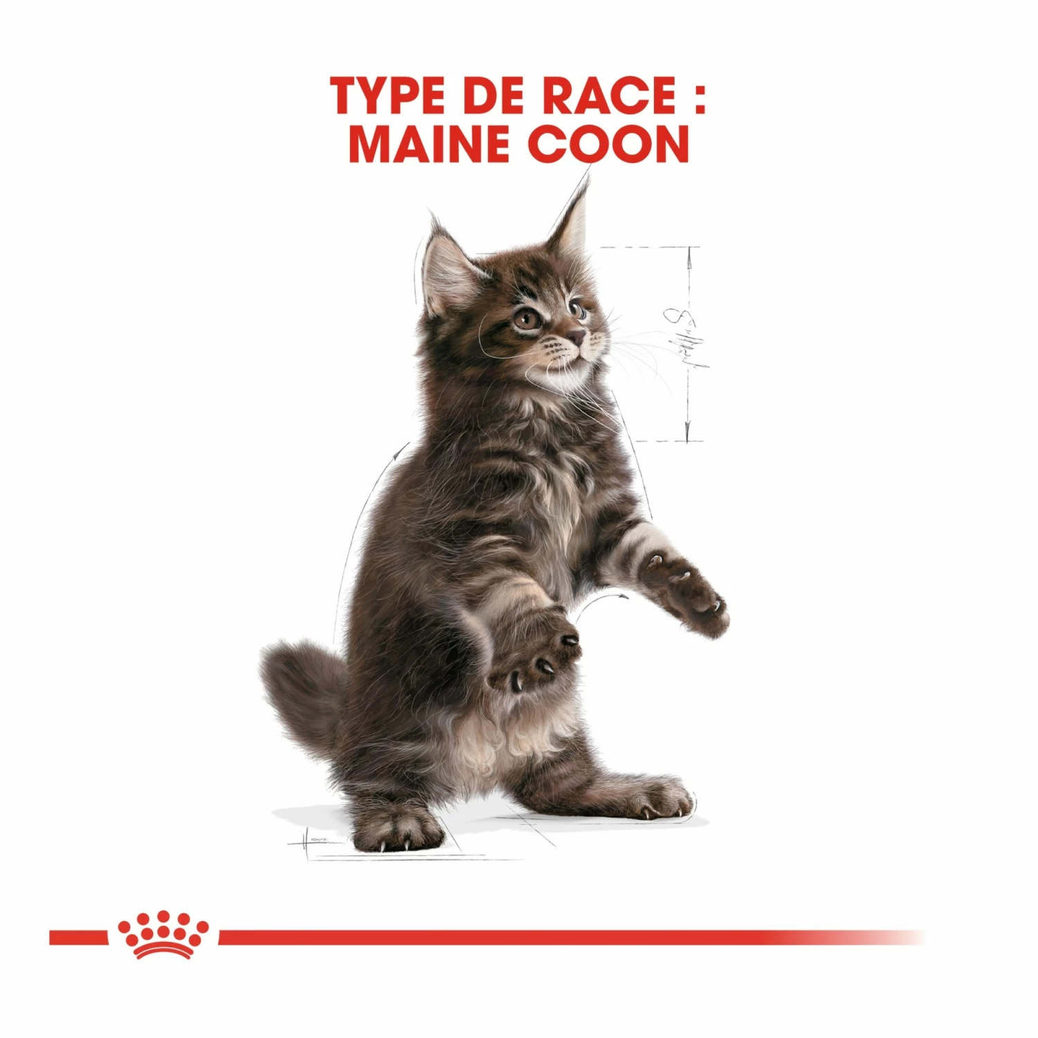 Royal Canin Maine Coon Kitten 2 Royal Canin Maine Coon Kitten – Image 2