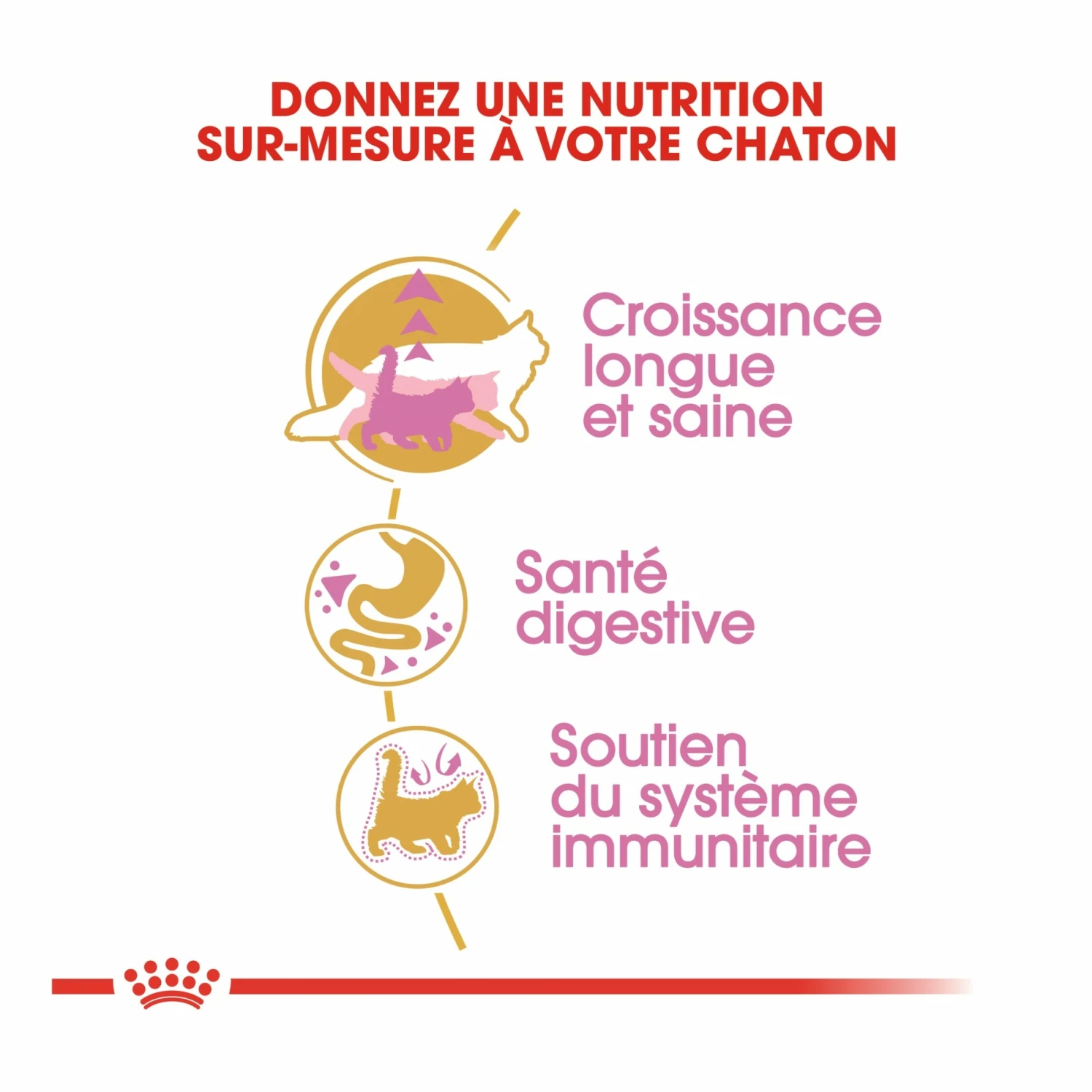 Royal Canin Maine Coon Kitten 4 Royal Canin Maine Coon Kitten – Image 4