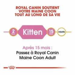 Royal Canin Maine Coon Kitten 12 Royal Canin Maine Coon Kitten -Promos Wanimo Boutique royal canin maine coon kitten maine coon kitten 5