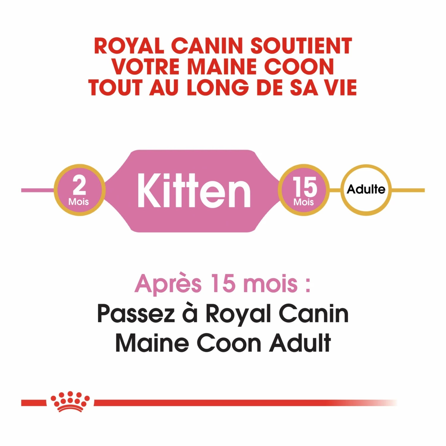 Royal Canin Maine Coon Kitten 6 Royal Canin Maine Coon Kitten – Image 6