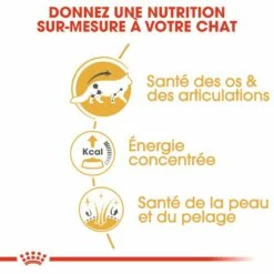 Royal Canin Maine Coon -Promos Wanimo Boutique royal canin maine coon maine coon adult sauce 3