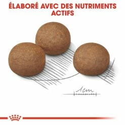 Royal Canin Maxi Digestive Care - Croquettes Pour Chien 12 Royal Canin Maxi Digestive Care - Croquettes Pour Chien -Promos Wanimo Boutique royal canin maxi digestive care croquettes pour chien maxi digestive care 3