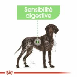 Royal Canin Maxi Digestive Care - Croquettes Pour Chien 14 Royal Canin Maxi Digestive Care - Croquettes Pour Chien -Promos Wanimo Boutique royal canin maxi digestive care croquettes pour chien maxi digestive care 5
