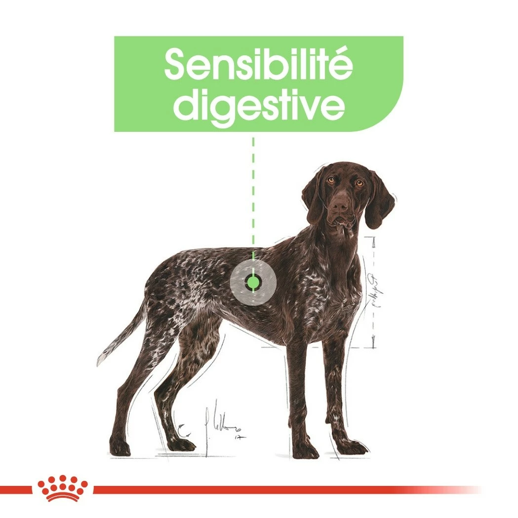 Royal Canin Maxi Digestive Care - Croquettes Pour Chien 6 Royal Canin Maxi Digestive Care - Croquettes Pour Chien – Image 6