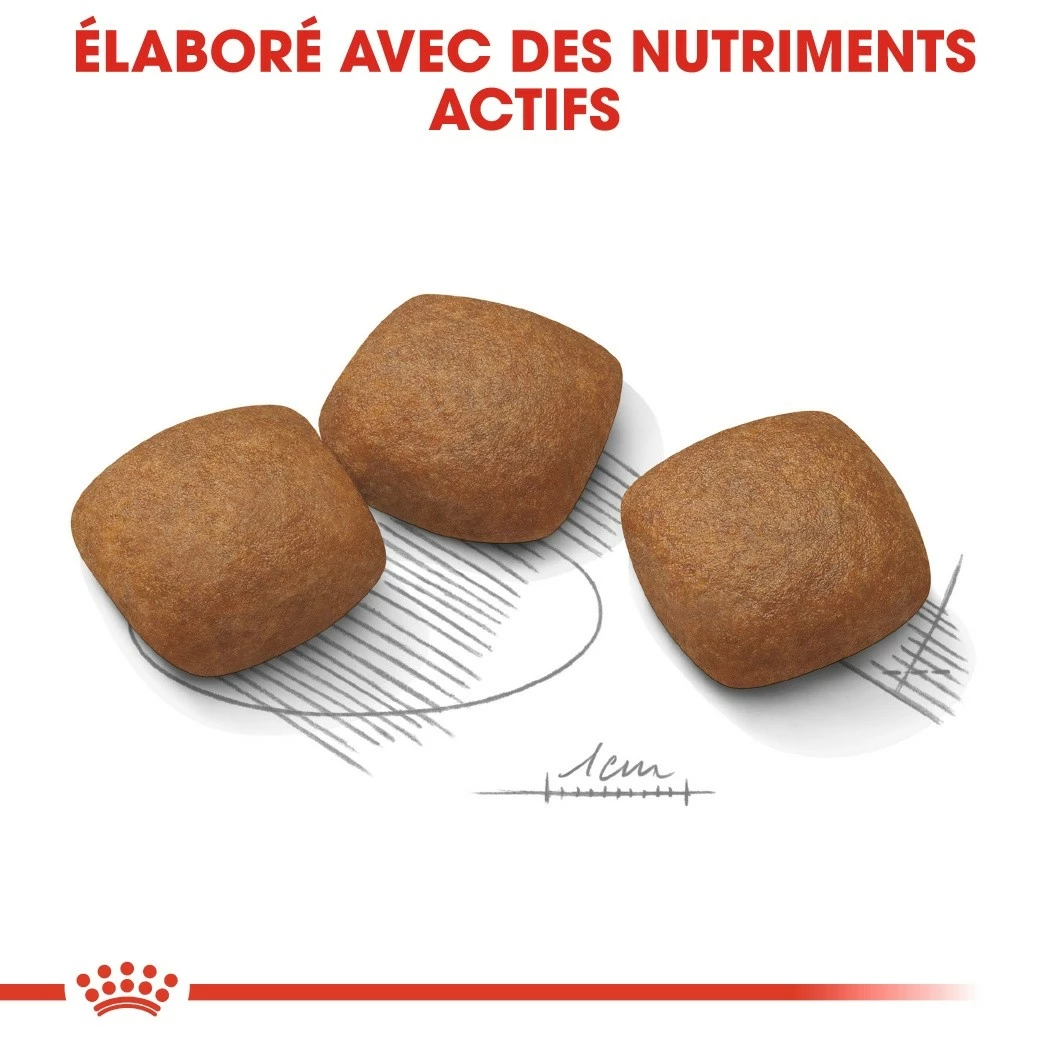 Royal Canin Maxi Joint Care - Croquettes Pour Chien 4 Royal Canin Maxi Joint Care - Croquettes Pour Chien – Image 4