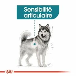 Royal Canin Maxi Joint Care - Croquettes Pour Chien 11 Royal Canin Maxi Joint Care - Croquettes Pour Chien -Promos Wanimo Boutique royal canin maxi joint care croquettes pour chien maxi joint care 4