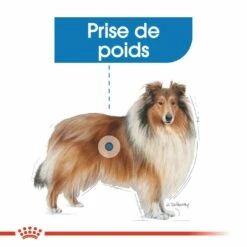 Royal Canin Maxi Light Weight Care - Croquettes Pour Chien -Promos Wanimo Boutique royal canin maxi light weight care croquettes pour chien maxi light weight care 2