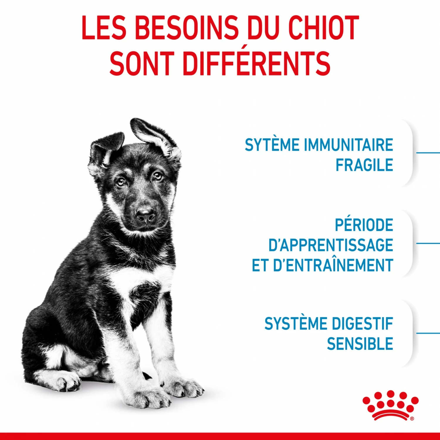 Royal Canin Maxi Puppy - Croquettes Pour Chiot 4 Royal Canin Maxi Puppy - Croquettes Pour Chiot – Image 4