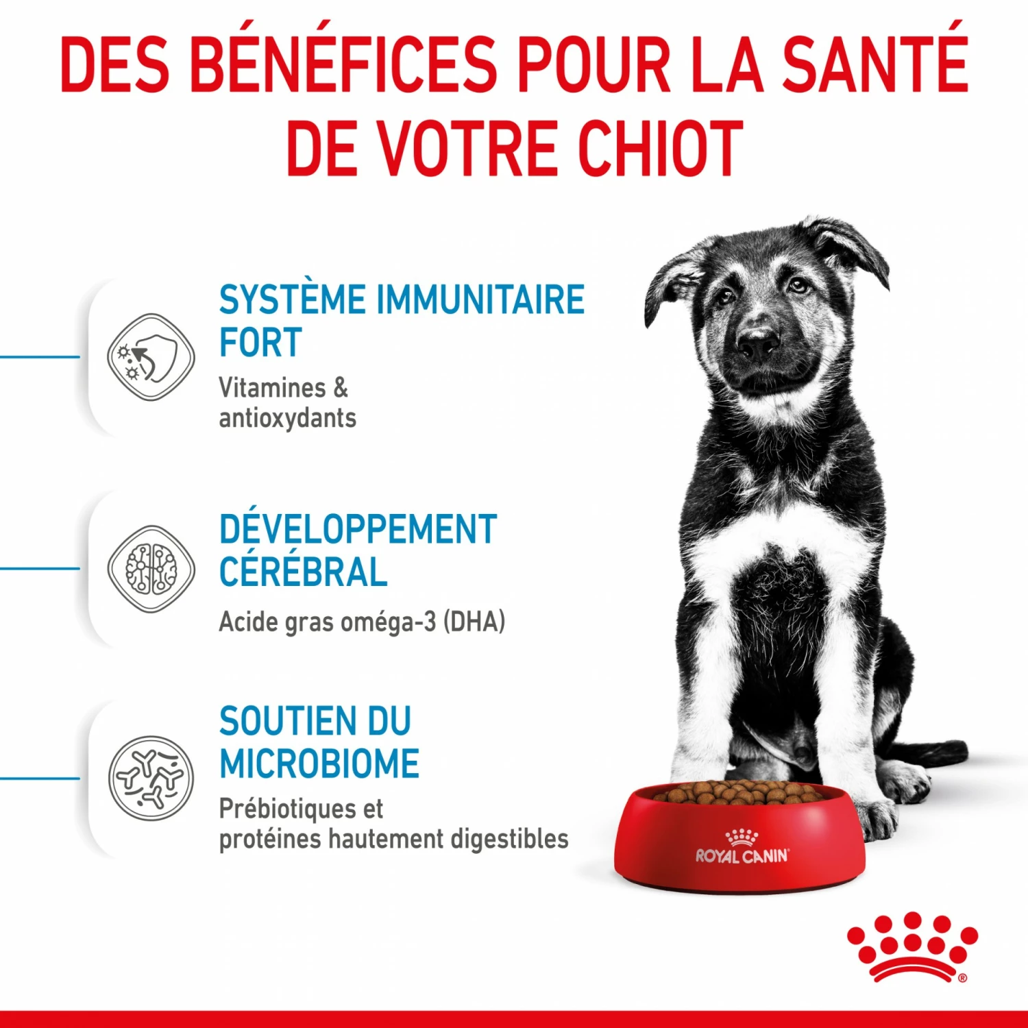 Royal Canin Maxi Puppy - Croquettes Pour Chiot 5 Royal Canin Maxi Puppy - Croquettes Pour Chiot – Image 5