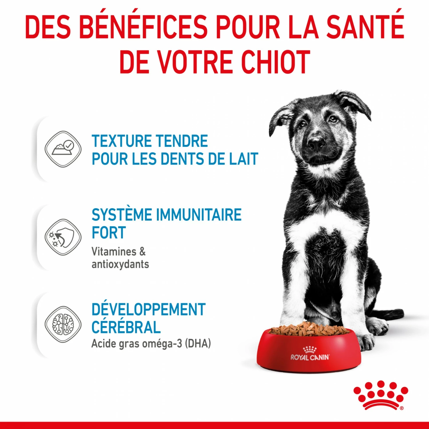 Royal Canin Maxi Puppy En Sauce - Pâtée Pour Chiot 5 Royal Canin Maxi Puppy En Sauce - Pâtée Pour Chiot – Image 5
