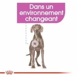 Royal Canin Maxi Relax Care - Croquettes Pour Chien 12 Royal Canin Maxi Relax Care - Croquettes Pour Chien -Promos Wanimo Boutique royal canin maxi relax care croquettes pour chien maxi relax care adulte 5