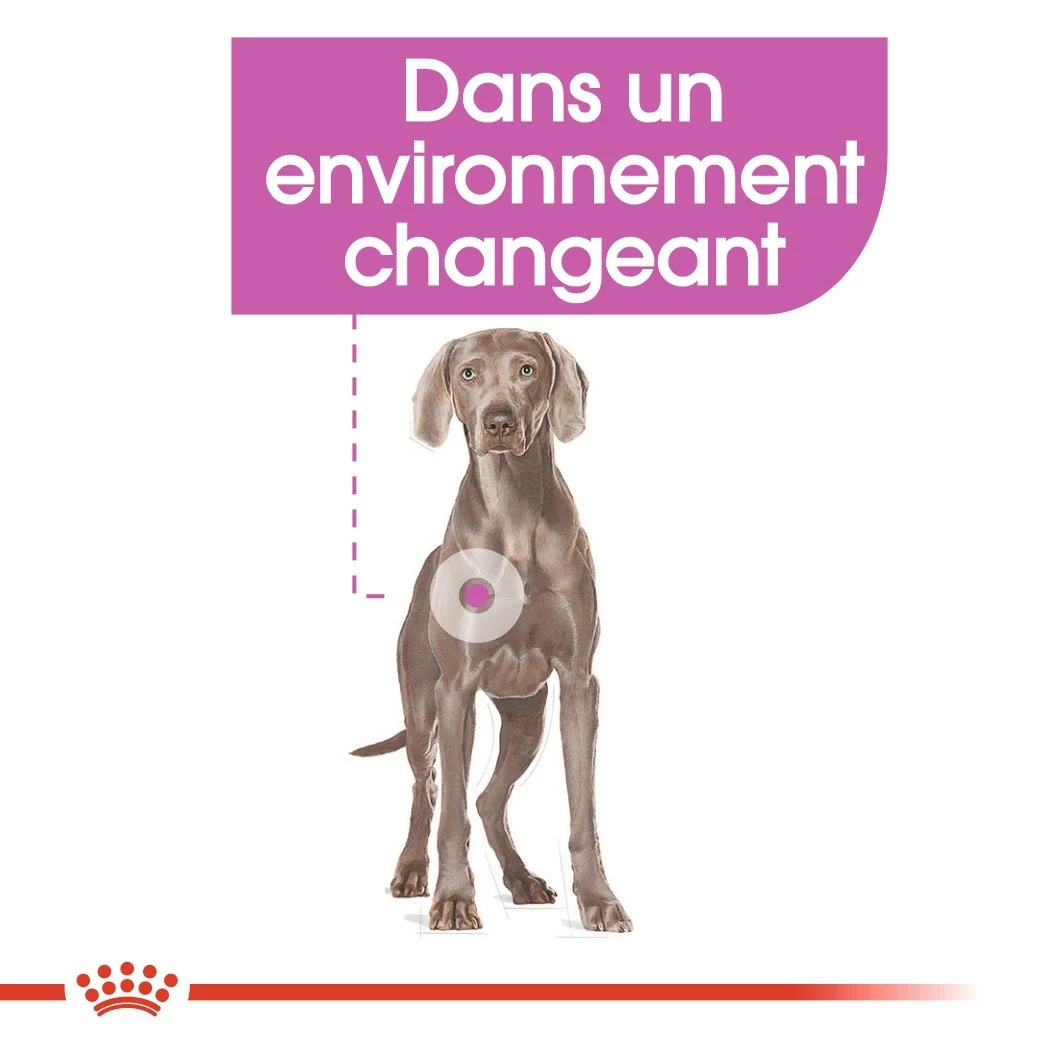 Royal Canin Maxi Relax Care - Croquettes Pour Chien 6 Royal Canin Maxi Relax Care - Croquettes Pour Chien – Image 6