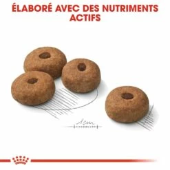 Royal Canin Maxi Sterilised - Croquettes Pour Chien -Promos Wanimo Boutique royal canin maxi sterilised croquettes pour chien maxi sterilised 3